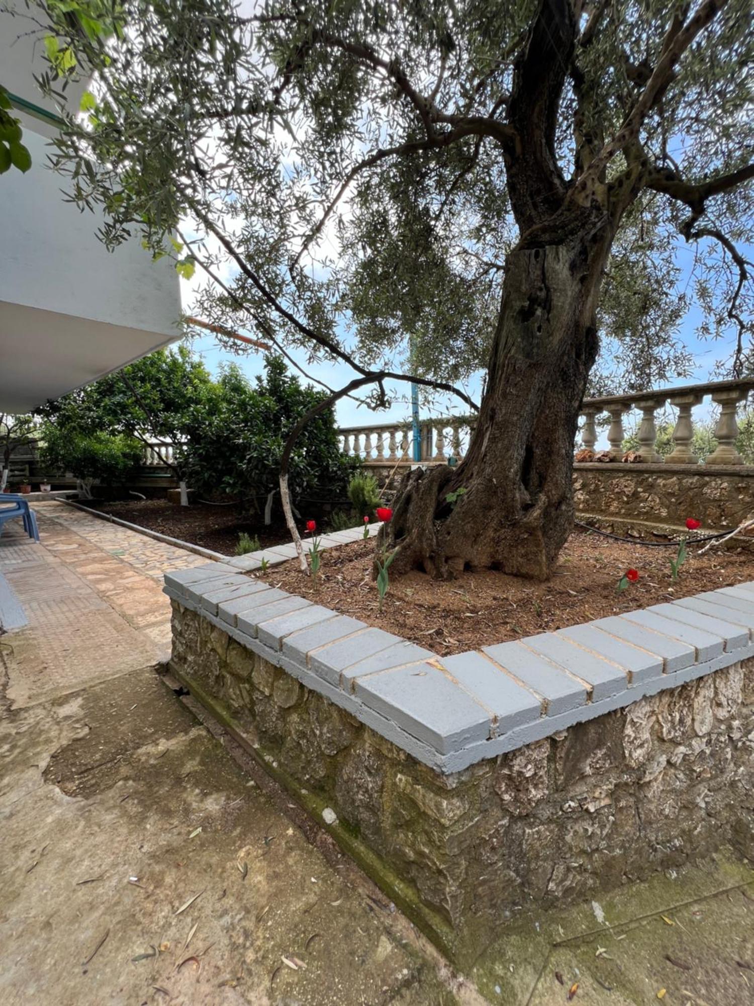 Petra Oliva Apartment Dhermi Ngoại thất bức ảnh